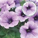 Bild von Petunia P12 Comp.purple vein